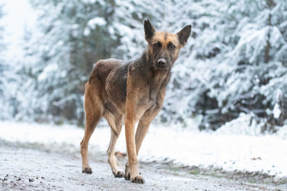 RONIA - piękna sunia w typie owczara belgijskiego, dla doświadczonych