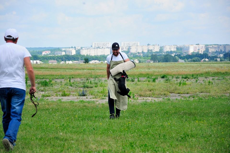 Дрессировка собак любых пород