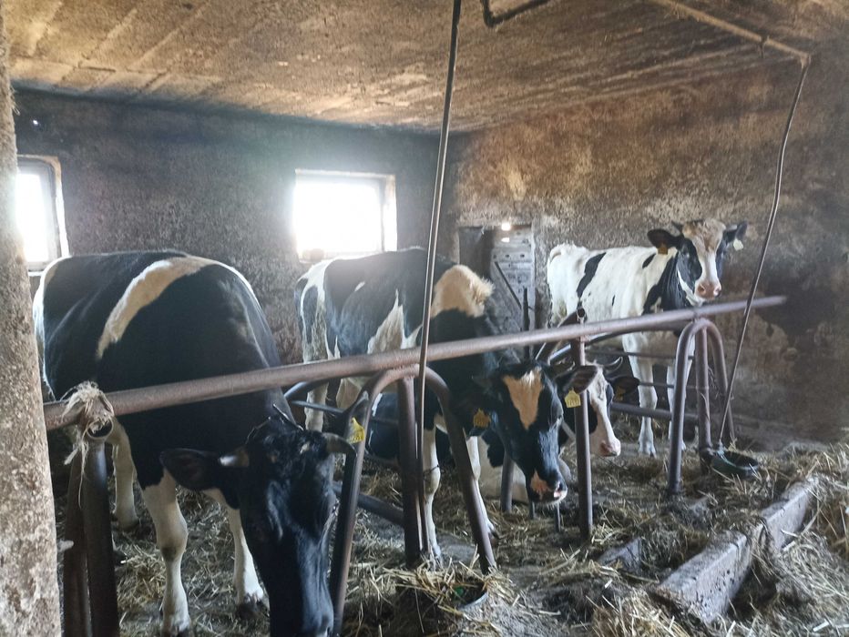 Jałówki jałówka krowa z terminem na juz