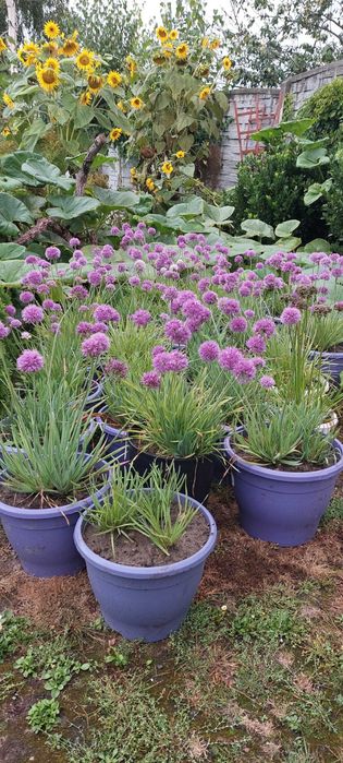 Czosnek ozdobny Millenium - Allium hybrida Millenium Wielkie sadzonki