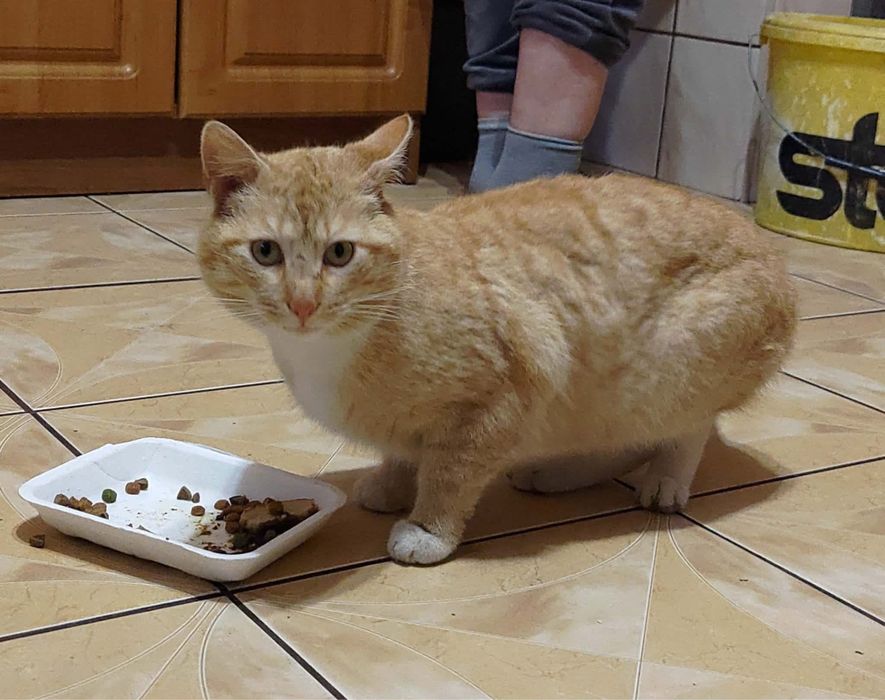 Adopcja kotków! PILNIE