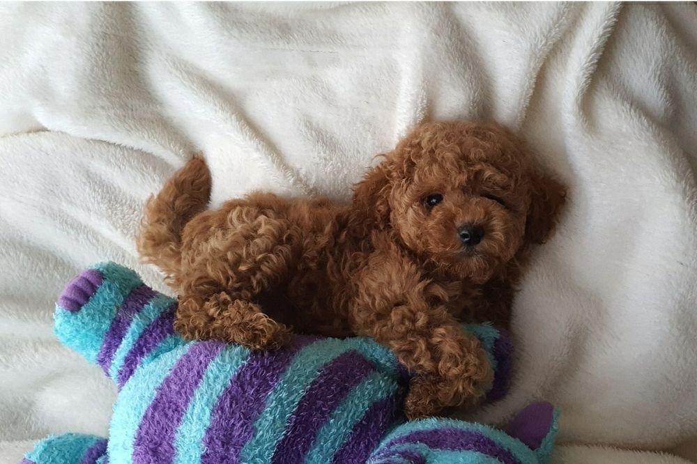 Maltipoo * Wyjatkowej urody  miś * Hybryda maltanczyk + pudel toy *