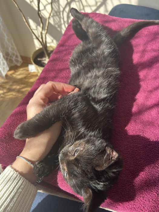 Kot Felek szuka domu