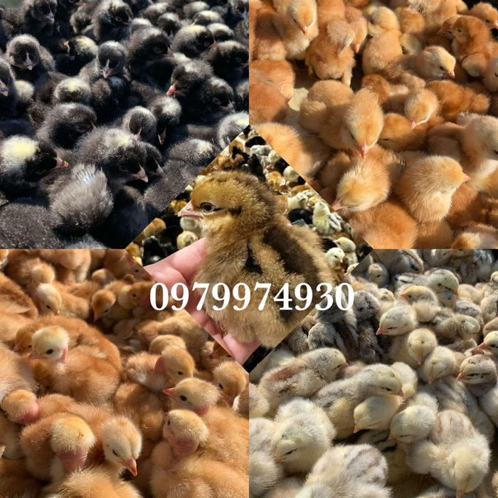 Курчата,  Кури, інкубаційні яйця оптом