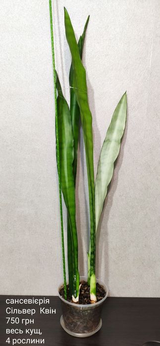 сансевиерия Aethiopica blue