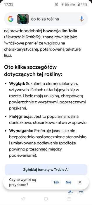 Roślina doniczkowa. Gesteria