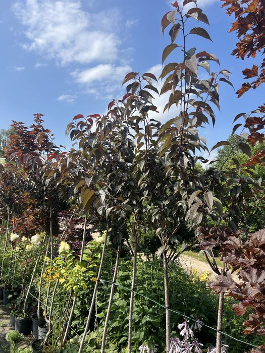 Klony, Brzozy, Buki, Dęby, Graby, Acer, Betula, Fagus, Quercus