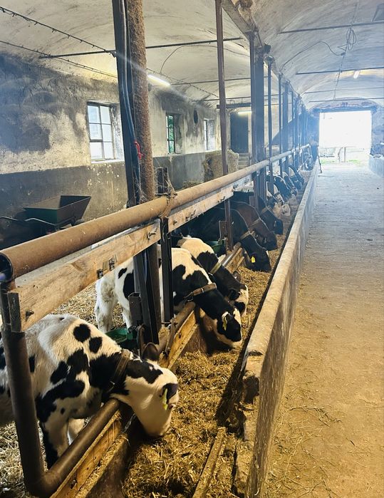 Cielaki Rasy Mieszanej 3 Miesięczne