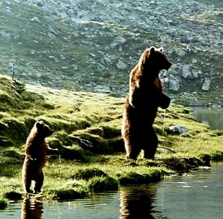 (DVD) O Urso - Jean-Jacques Annaud