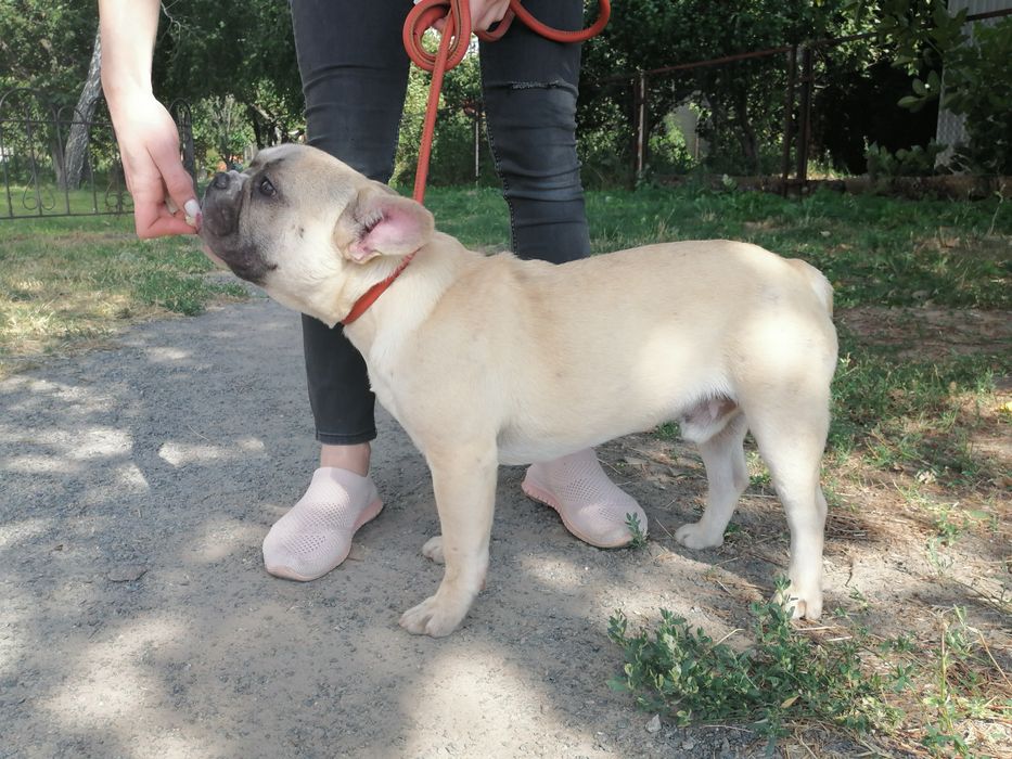 Французький бульдог хлопчик