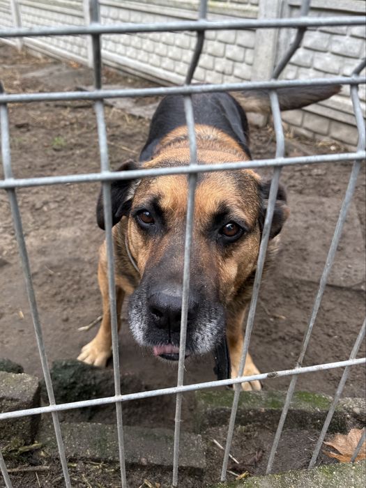 Biedny stary pies z chorymi łapami pilnie szuka domu
