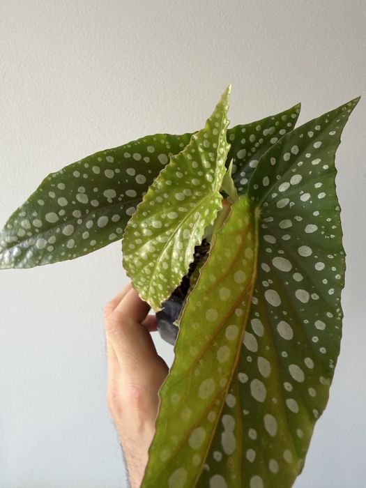 Begonia double dot