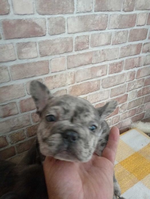 Французькі бульдожки