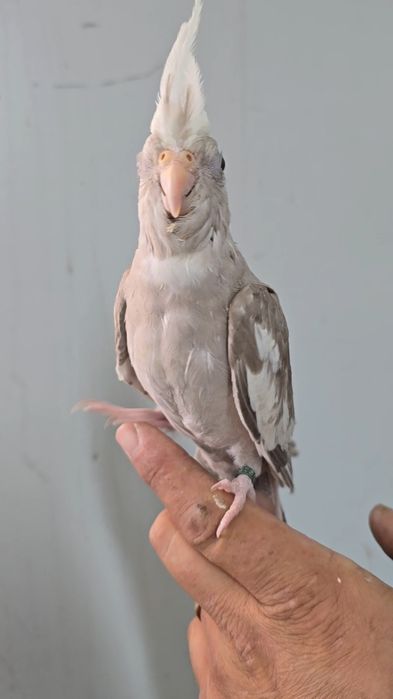 Caturra doméstica.