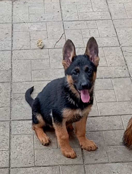 Роскошные девочки 2,5 мес.