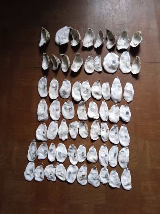 Мушлі устриці для рукоділля