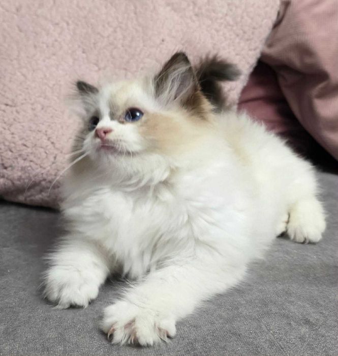 kociak rasy ragdoll