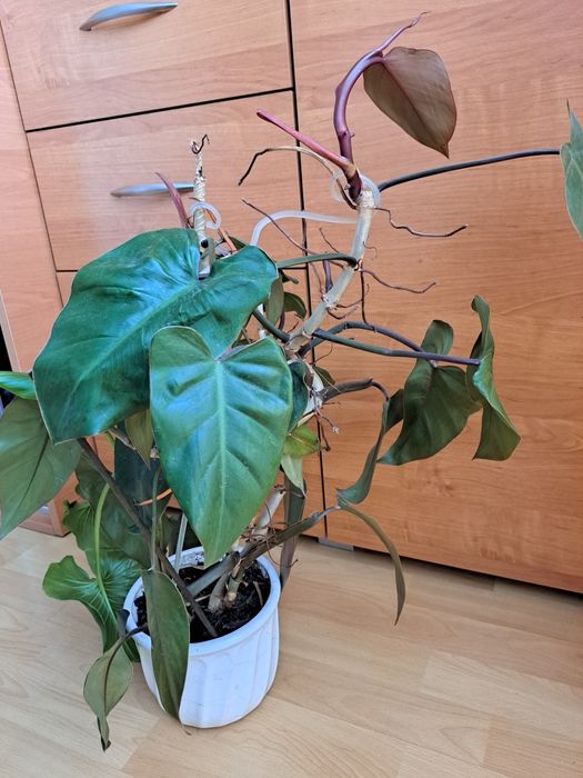 Philodendron wysoki