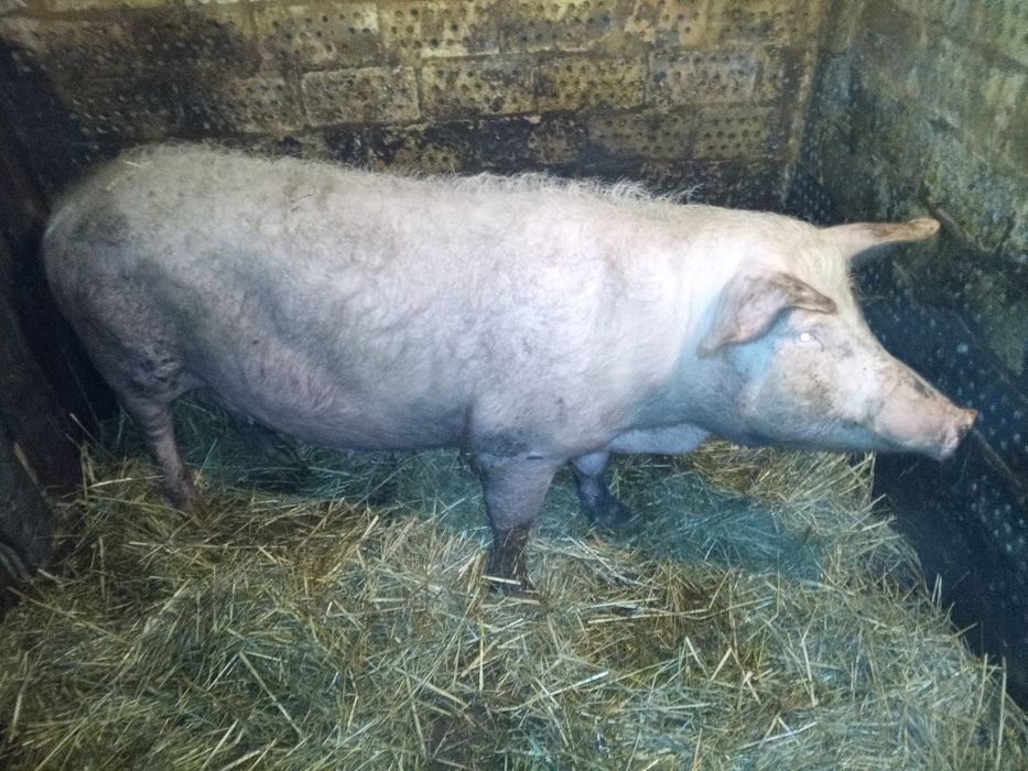 Свиноматка F1 на плем'я