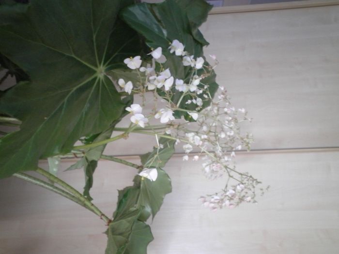 Sprzedam kwiat doniczkowy pokojowy