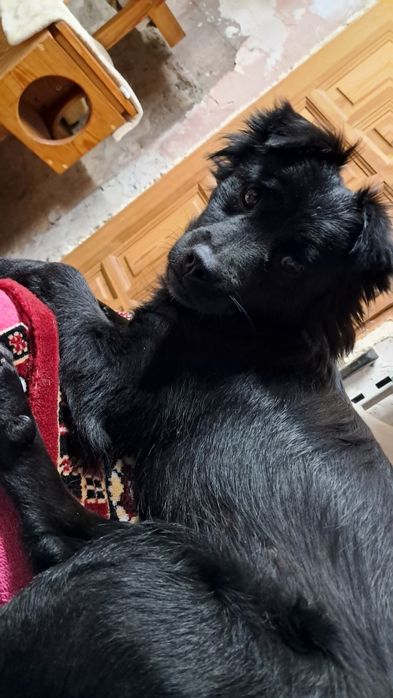 Xena szuka kochającego domku