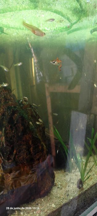 Guppy endler troco