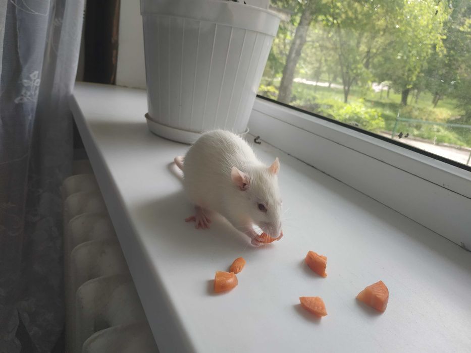 Крысы альбиносы/ щури альбіноси