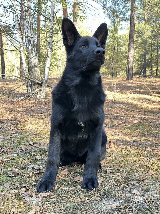 Німецька вівчарка