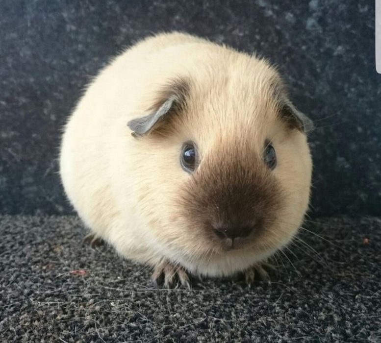 Морська свинки,морська свинка,купить морську свинку,свинки морські