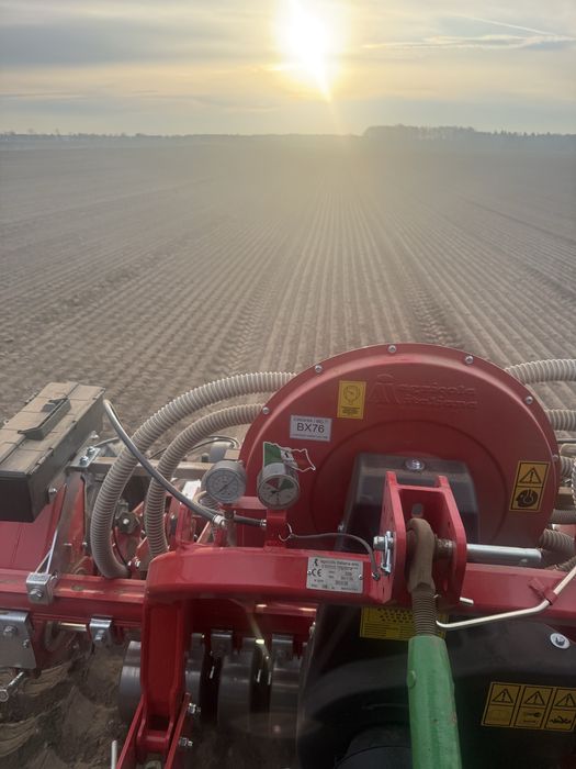 Siew cebuli . Usługowy. Usługa.