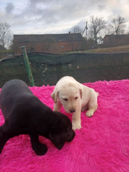 Sprzedam szczeniaka labradora