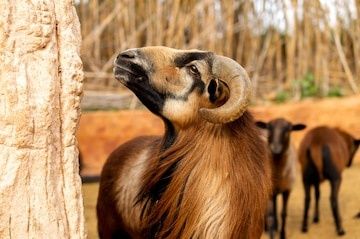 Carneiros, Ovelhas e Borregos