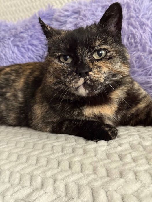 Шукаю родину кицюні