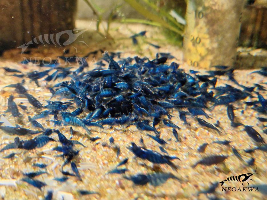 Krewetki BLUE Velvet