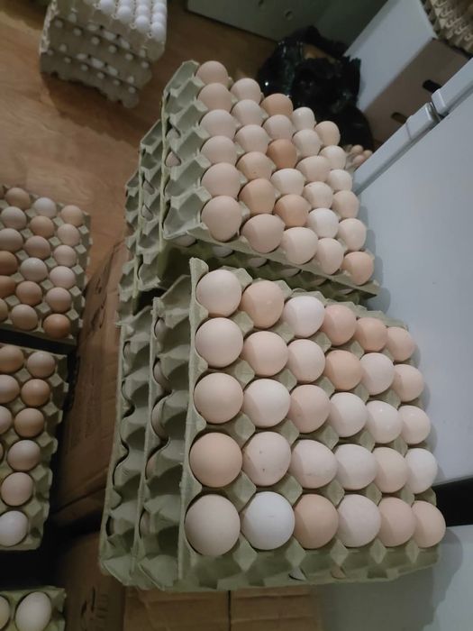 Jajka wiejskie Świętochłowice