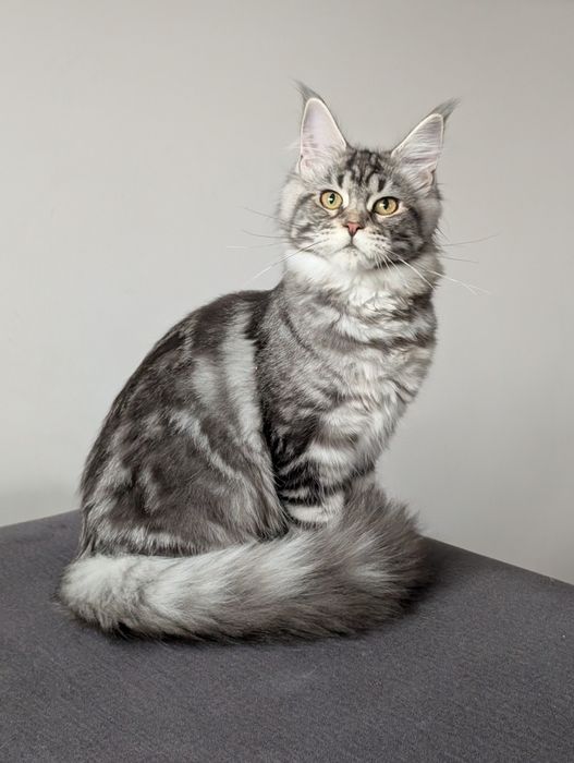 Kotka czarny klasyk Maine Coon. Opcja hodowlana .Zapraszamy