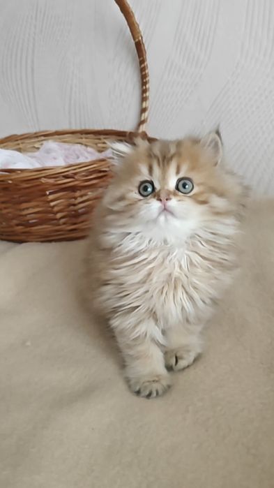Хлопчик хайленд золота шиншила