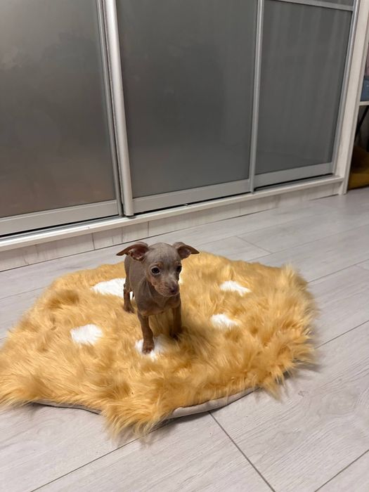 Цуценята той терьера торг