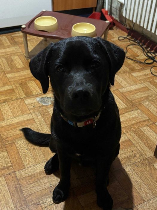 Отдам щенка лабрадора в добрые руки