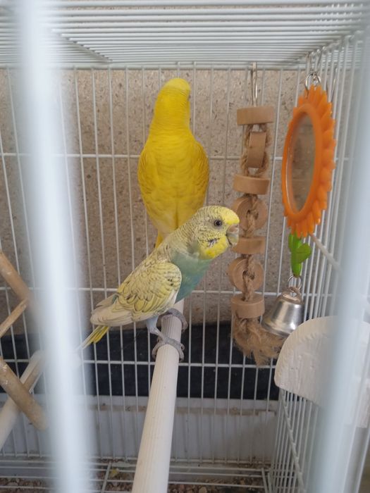 Casal de Piriquitos Australianos reprodutores