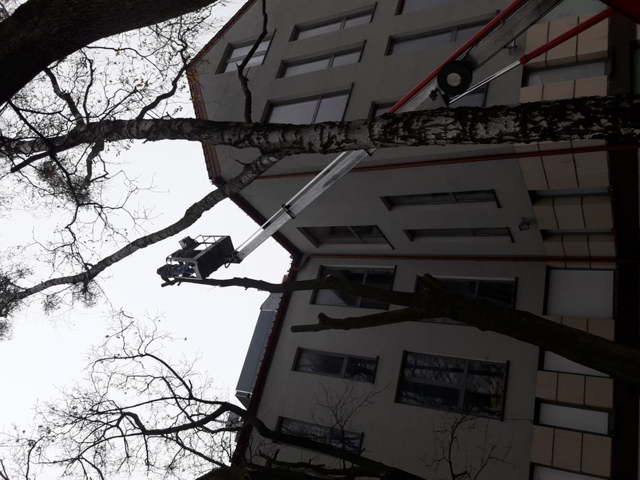 Wycinka i pielęgnacja drzew z podnośnika lub alpinistyczne