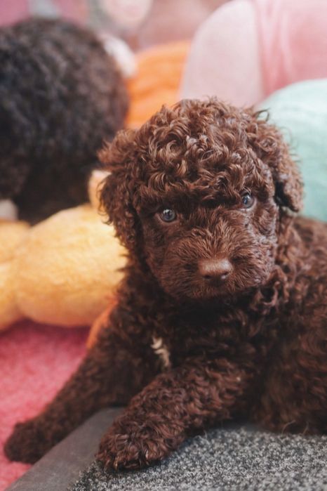 Suczka hiszpański pies dowodny