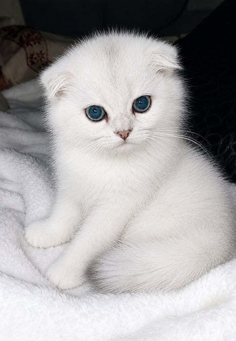 Кошеня  срібна шиншила дівчинка