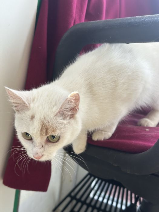 Кішка киця кошеня