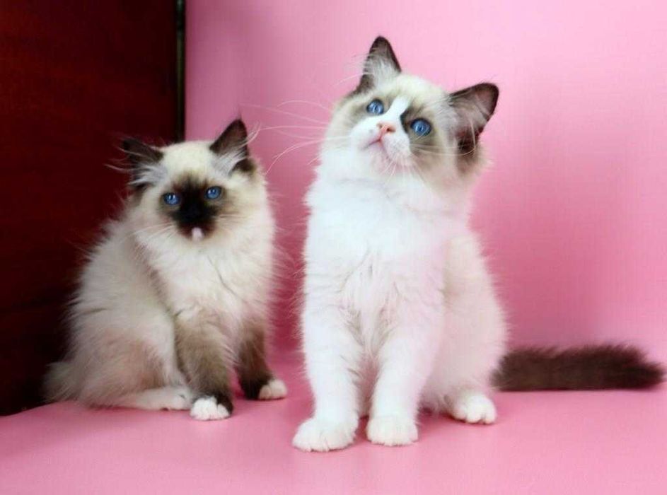 Вільні до резерву кошенята регдолл — найніжніша порода у світі