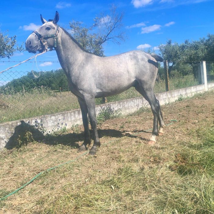 Poldros para venda