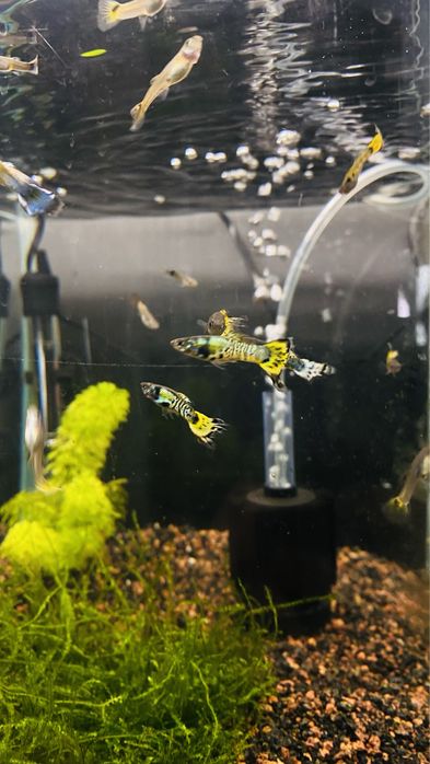 Guppys Macho/ Femea