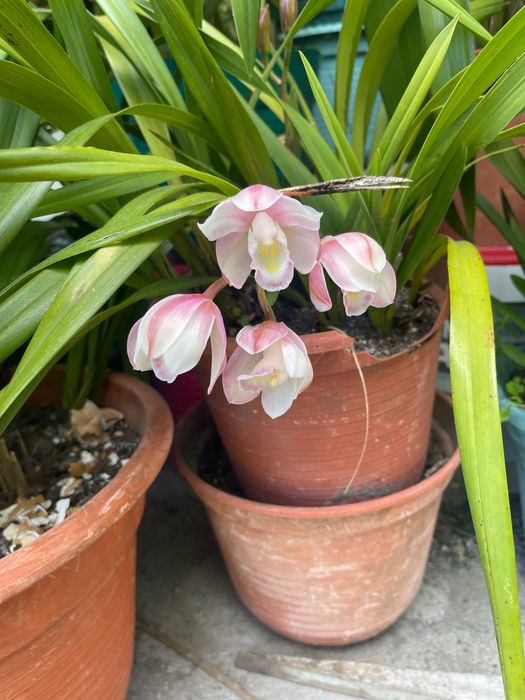 Orquídeas para venda