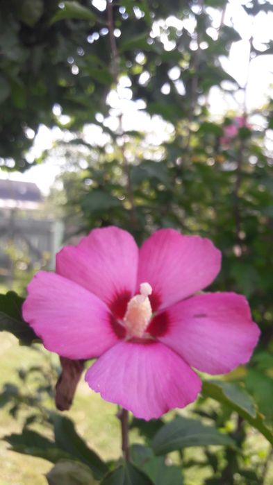 Гібіскус деревовидний