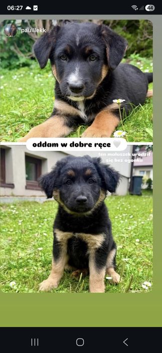 2 pieski ( kundelki)